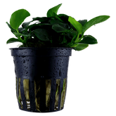 101H 小榕 Anubias barteri 'Petite'